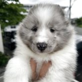 シェットランドシープドッグ