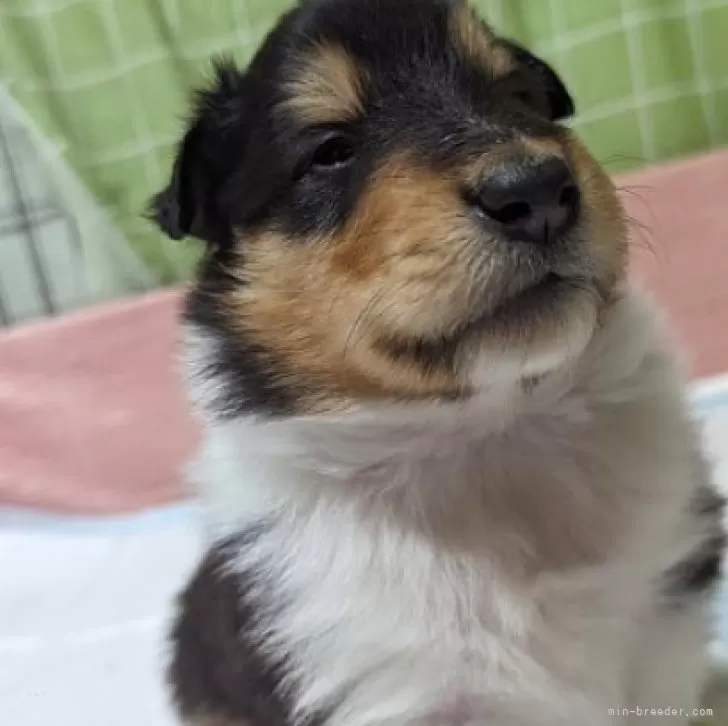 ID:2402-02697の子犬