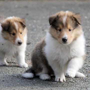 ラフコリー【愛知県・男の子・2023年11月11日・セーブル&ホワイト】の写真「幅広フルカラーの可愛いお顔の男の子」