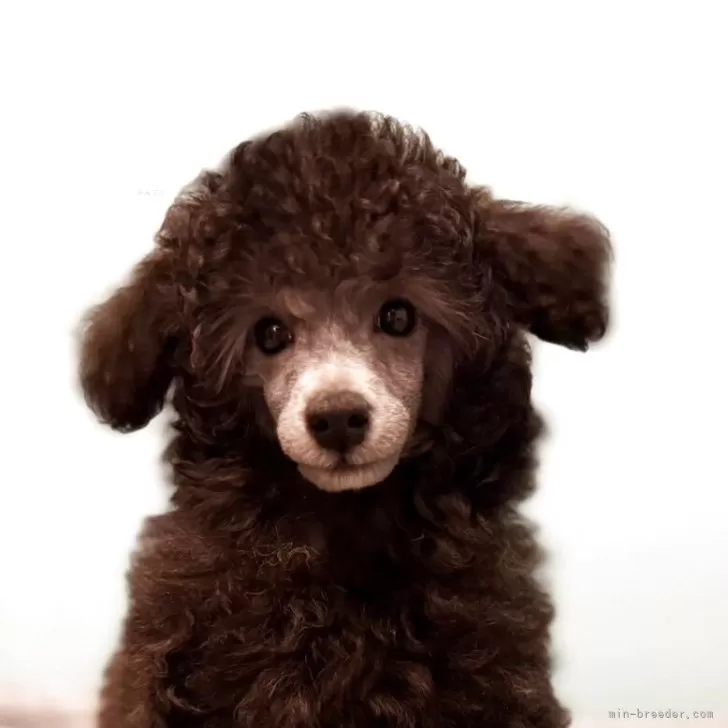 トイプードル(トイ)【福岡県・男の子・2025年8月10日・シルバー(グレー)】の写真1