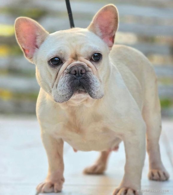 フレンチブルドッグ【・女の子・2022年11月15日・クリーム】