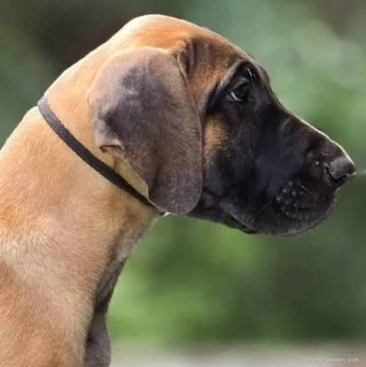 ID:2410-01038の子犬