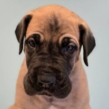 グレートデン【福岡県・男の子・2024年7月31日・フォーン】の写真「両親共にチャンピオン✨ハンサムマスに綺麗なボディ✨」