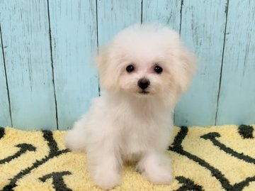 ビショプー(ビションプー)プードルとビション【埼玉県・女の子・2020年7月18日・クリーム】の写真「お顔と手足の短いちっちゃなビションプー★抜け毛なし」
