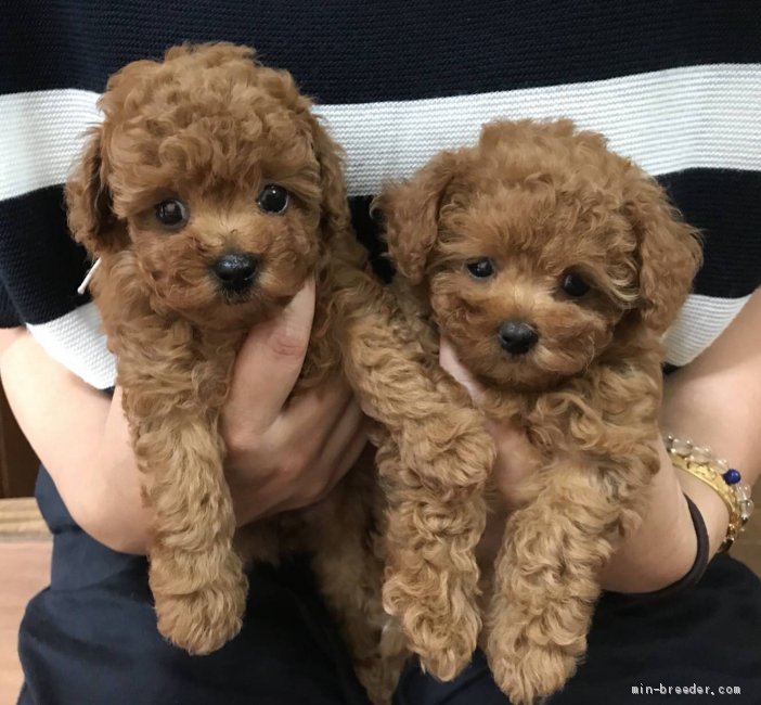 林　月子(はやし　つきこ)ブリーダー(千葉県・トイプードルなど・JKC登録)の紹介写真3