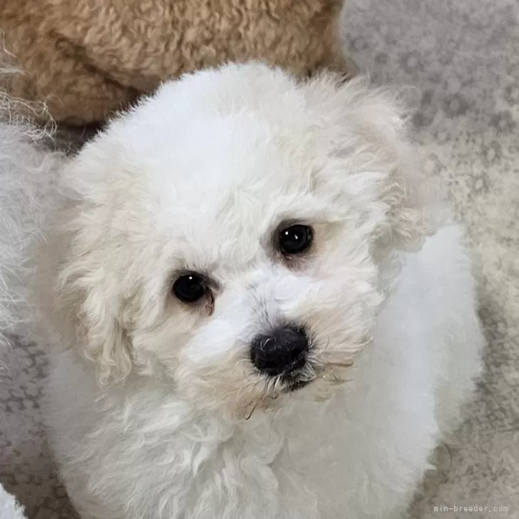 ID：2501-04435の子犬