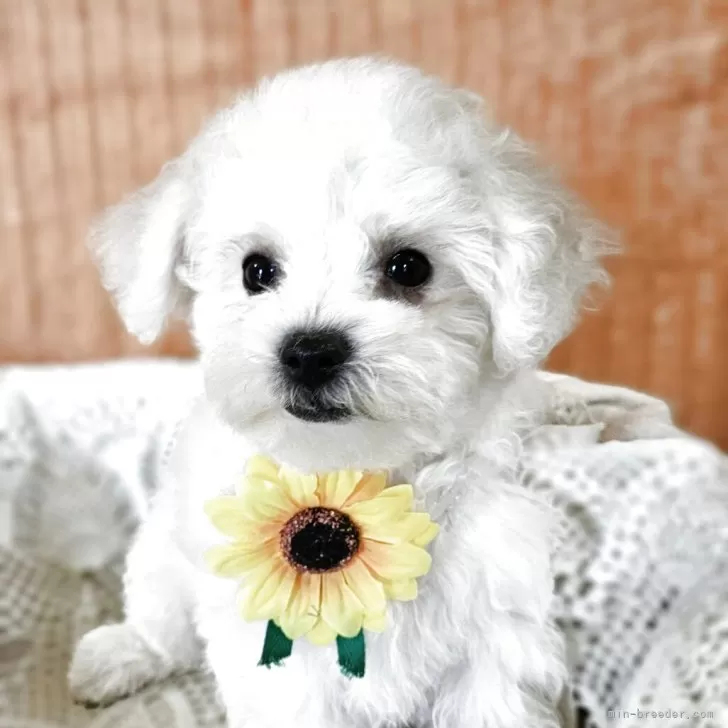 T.U 様のお迎えした子犬