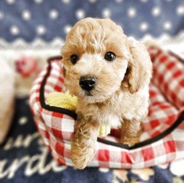 ミックス(ビションフリーゼ×トイプードル)【千葉県・男の子・2025年2月23日・アプリコット】の写真「大幅お値下げしました！
元気いっぱい！」