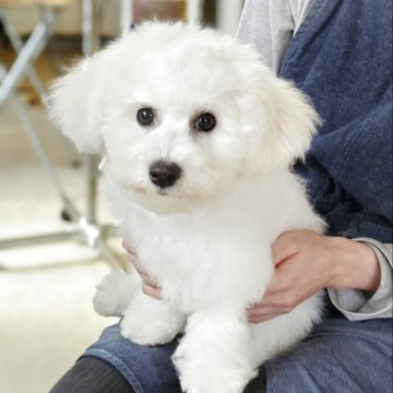 ビションフリーゼ【千葉県・男の子・2025年7月30日・ホワイト】の写真「モコモコ、フアフア、骨太、短足
綺麗な子です。」