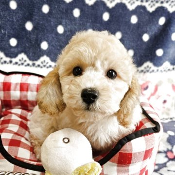 ミックス(ビションフリーゼ×トイプードル)【千葉県・男の子・2025年2月23日・クリーム】の写真「良く食べて心配のない子
健康診断済み」