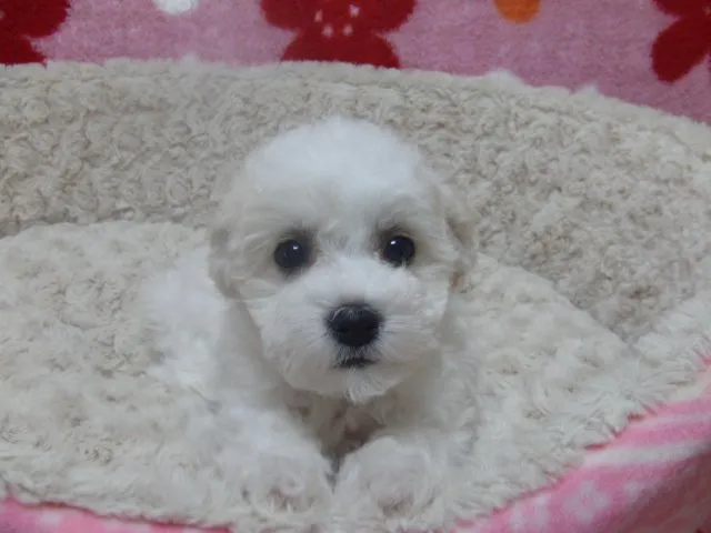 ID：1504-01184の子犬