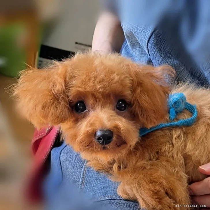 ID:2305-01742の子犬