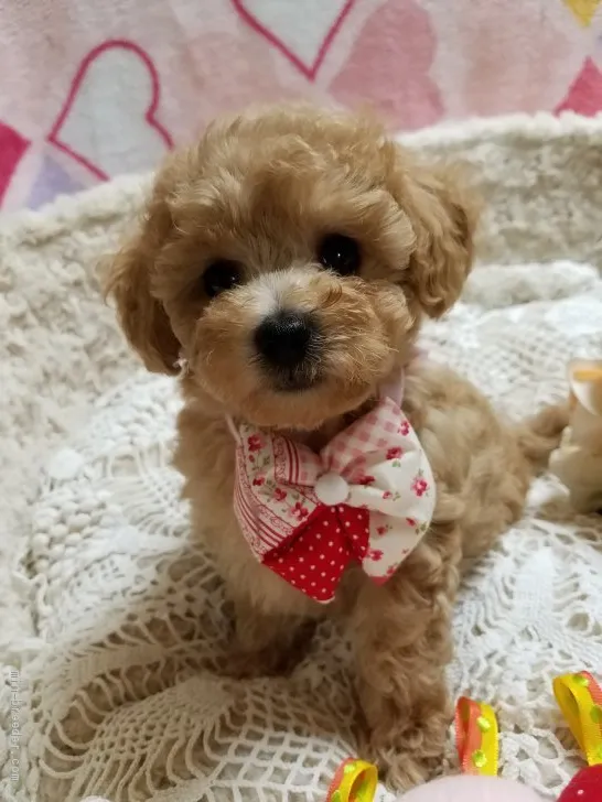 ID：1909-02063の子犬