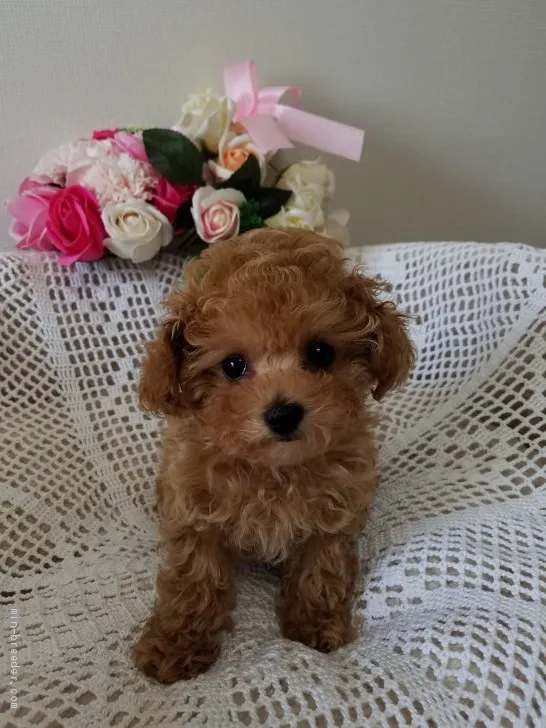 ID:2103-01512の子犬