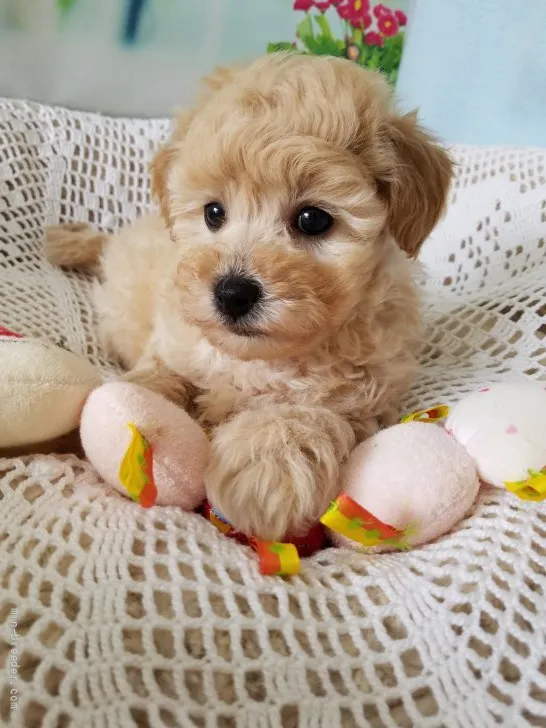 ID：2202-03675の子犬