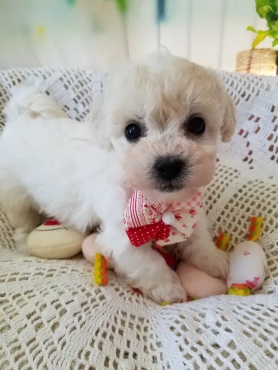 ID：2202-00104の子犬