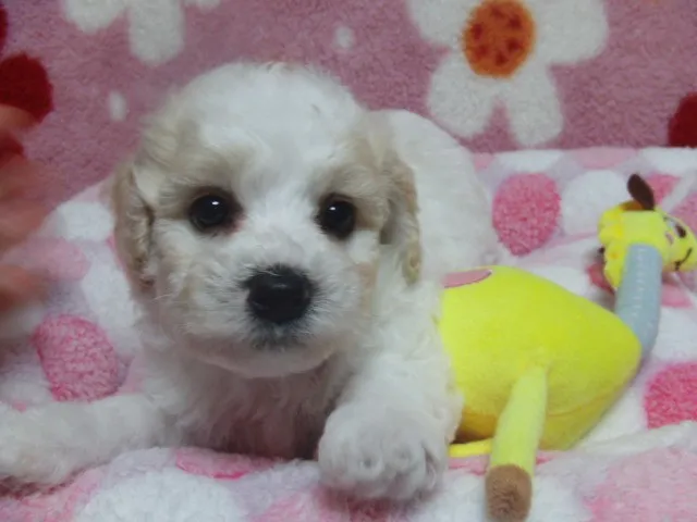 ID：1406-00235の子犬