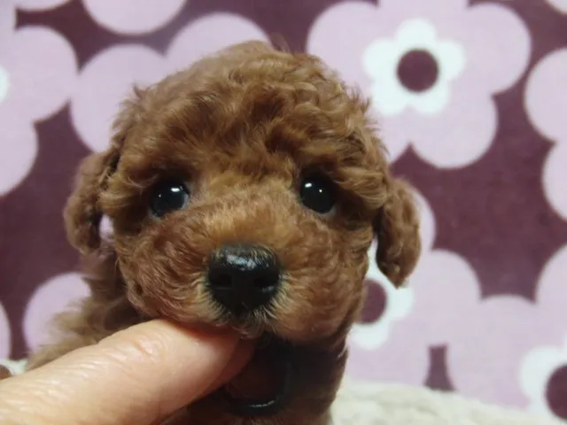 ID：1504-00264の子犬