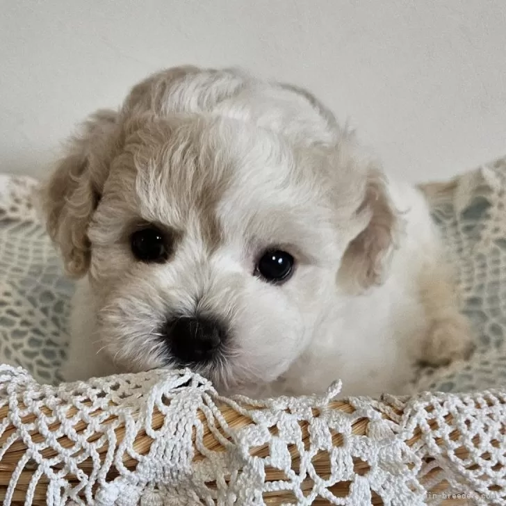 ID:2406-05126の子犬