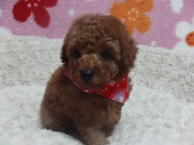 ID：1501-00616の子犬