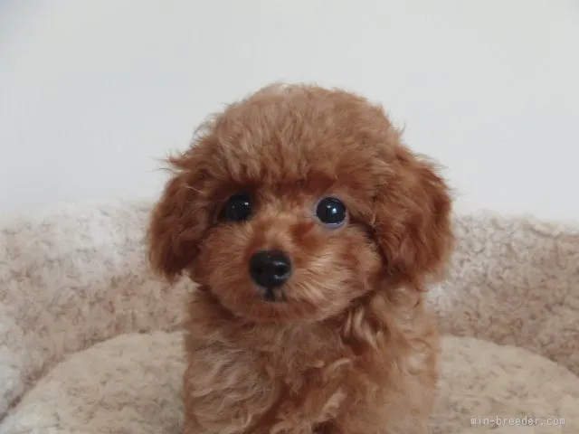 ID：1507-01708の子犬