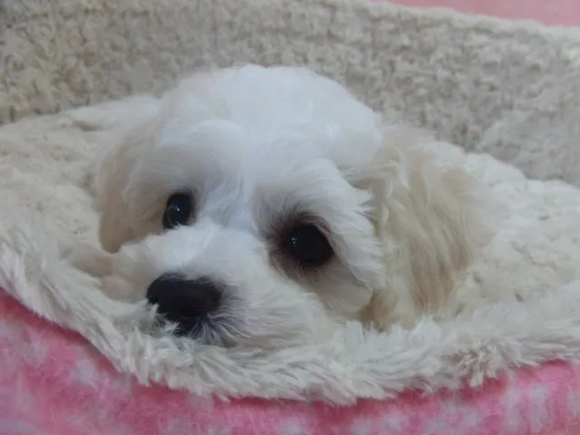 ID：1504-00596の子犬