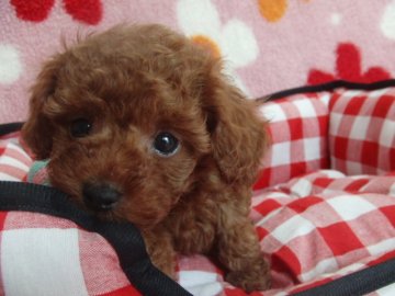 トイプードル(ティーカップ)【千葉県・男の子・2015年8月22日・レッド】の写真「お目目クリックリの小さな僕ちゃん♪」