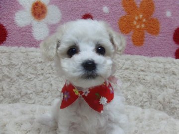 ビションフリーゼ【千葉県・女の子・2015年2月9日・ホワイト】の写真「お顔の可愛い子です♪」