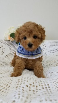 トイプードル(タイニー)【千葉県・男の子・2021年1月25日・レッド】の写真「しっかり育っています。
お目目が可愛くお鼻も短め」