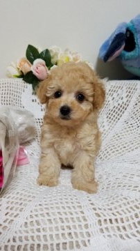 トイプードル(タイニー)【千葉県・男の子・2020年7月23日・アプリコット】の写真「整ったお顔のプリンス」