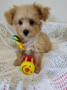 ビションプー【千葉県・女の子・2021年5月16日・アプリコット】の写真「しっかりした骨格
女の子らしい優しいお顔」