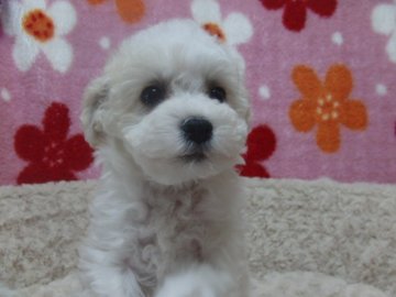 ビションフリーゼ【千葉県・女の子・2015年2月21日・ホワイト】の写真「良血統　お顔も可愛いです♪」