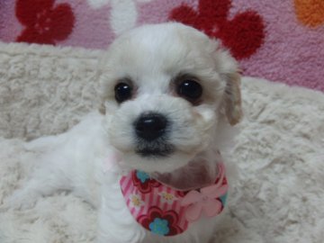 ビションフリーゼ【千葉県・女の子・2015年2月9日・ホワイト】の写真「目の大きな姫ちゃん♪」