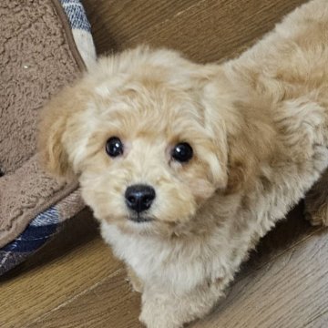 ビションプー(ビションフリーゼ×トイプードル)【千葉県・男の子・2023年12月4日・クリーム】の写真「元気いっぱいの僕ちゃん。可愛いお顔です。」