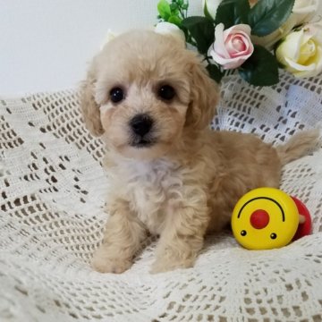 ビションフリーゼ×トイプードル【千葉県・女の子・2020年10月25日・クリーム】の写真「抜け毛ほとんどありません。
骨太で丈夫」