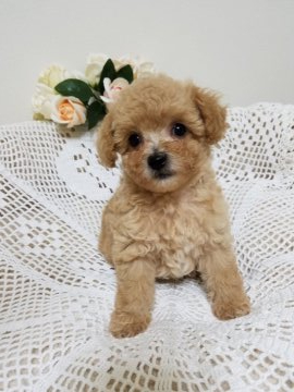 ビションプー(ビション×トイプー)【千葉県・男の子・2021年5月16日・アプリコット】の写真「モコモコでお目めクリクリの可愛い男の子」