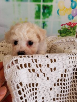 ビションフリーゼ【千葉県・男の子・2022年1月19日・ホワイト】の写真「健康優良児
小ぶりです」