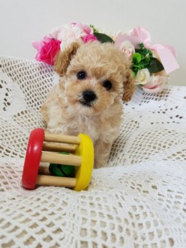 父→ティーカッププードル 母→ビションプー【千葉県・女の子・2021年2月15日・アプリコット】の写真「珍しいビションプープー
抜け毛ほとんどありません」