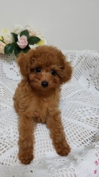 トイプードル(タイニー)【千葉県・女の子・2020年7月22日・レッド】の写真「お目目クリックリの美人ちゃん」