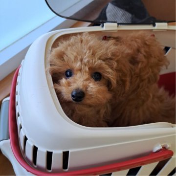 トイプードル(タイニー)【千葉県・男の子・2023年11月14日・レッド】の写真「お目目くりっくり❗
色素◎、毛量たっぷりです。」