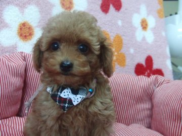 トイプードル(ティーカップ)【千葉県・男の子・2015年5月1日・アプリコット】の写真「お目目クリックリのイケメン君♪」