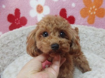 トイプードル(ティーカップ)【千葉県・女の子・2014年7月28日・レッド】の写真「ティーカップ確定　」