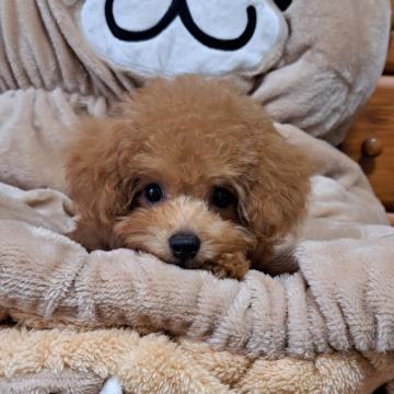 トイプードル(ティーカップ)【千葉県・女の子・2022年7月25日・レッド】の写真「濃いめレッド　
お顔の可愛い姫ちゃん」