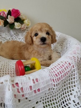 ビションプー(ビション×トイプー)【千葉県・男の子・2021年7月13日・アプリコット】の写真「抜け毛なし
しっかりした体型」