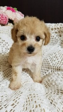 ビションプー(ビション×トイプードル)【千葉県・女の子・2021年9月26日・アプリコット】の写真「お鼻短くはっきりしたお顔
抜け毛ありません。」