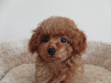 トイプードル(ティーカップ)【千葉県・男の子・2015年5月1日・アプリコット 濃いめ】の写真「女の子の様なかわいらしさ　ＰＲＡ発症しません」