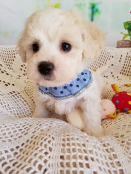 ビションフリーゼ【千葉県・男の子・2022年1月19日・ホワイト】の写真「健康優良児
ズッシリしています！」