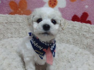 ビションフリーゼ【千葉県・男の子・2015年2月9日・ホワイト】の写真「良血統　イケメン君です♪」