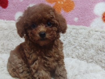 トイプードル(タイニー)【千葉県・女の子・2014年8月3日・レッド】の写真「色素、毛量、申し分なしの美人さん♪」