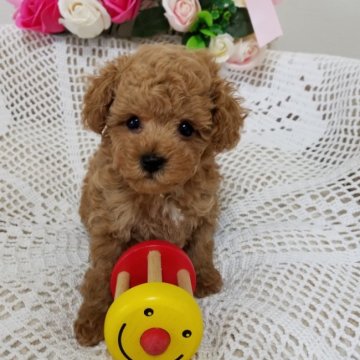 父→ティーカッププードル 母→ビションプー【千葉県・女の子・2021年2月15日・レッド】の写真「珍しいビションプープー
抜け毛ほとんどありません」